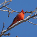 Northern Cardinal by annepann