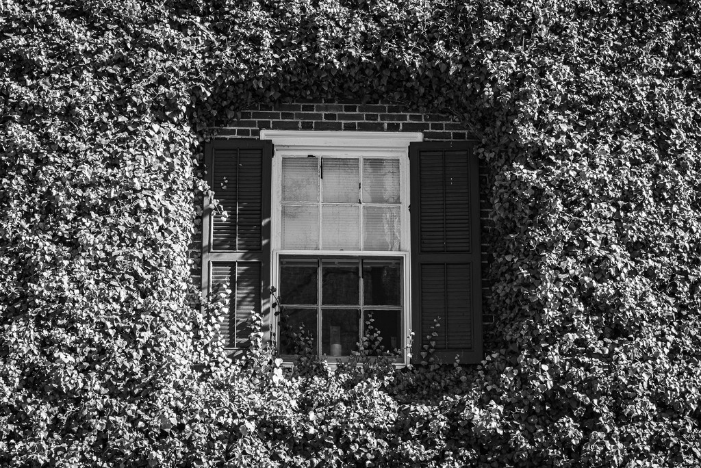 Ivy Wall & Window by andymacera