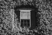 29th Jan 2021 - Ivy Wall & Window