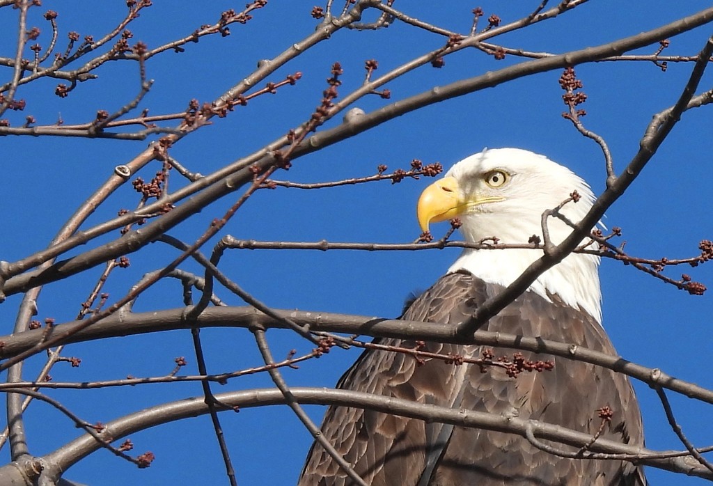 Bald Eagle by frantackaberry