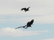 28th Jan 2021 - Bald Eagles Fighting for a Fish