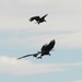 Bald Eagles Fighting for a Fish by frantackaberry