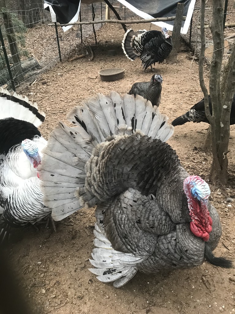 Turkeys  by gratitudeyear