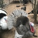 Turkeys  by gratitudeyear