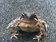 27th Jan 2021 - Toad