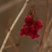 25th Jan 2021 - berries