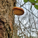 Mushroom.  by cocobella