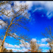 Blue Sky by hjbenson