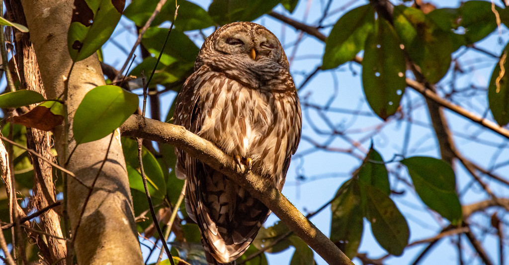 Sleepy Barred Owl! by rickster549