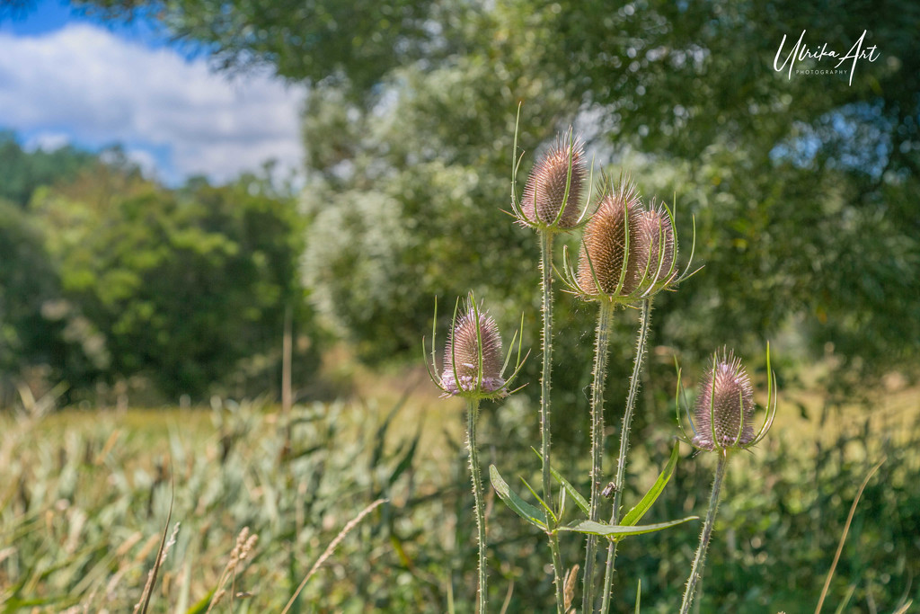 teasels by ulla