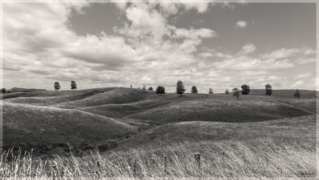 Rolling Hills by nickspicsnz