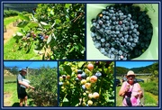 30th Jan 2021 - Blue Berry Pickers..