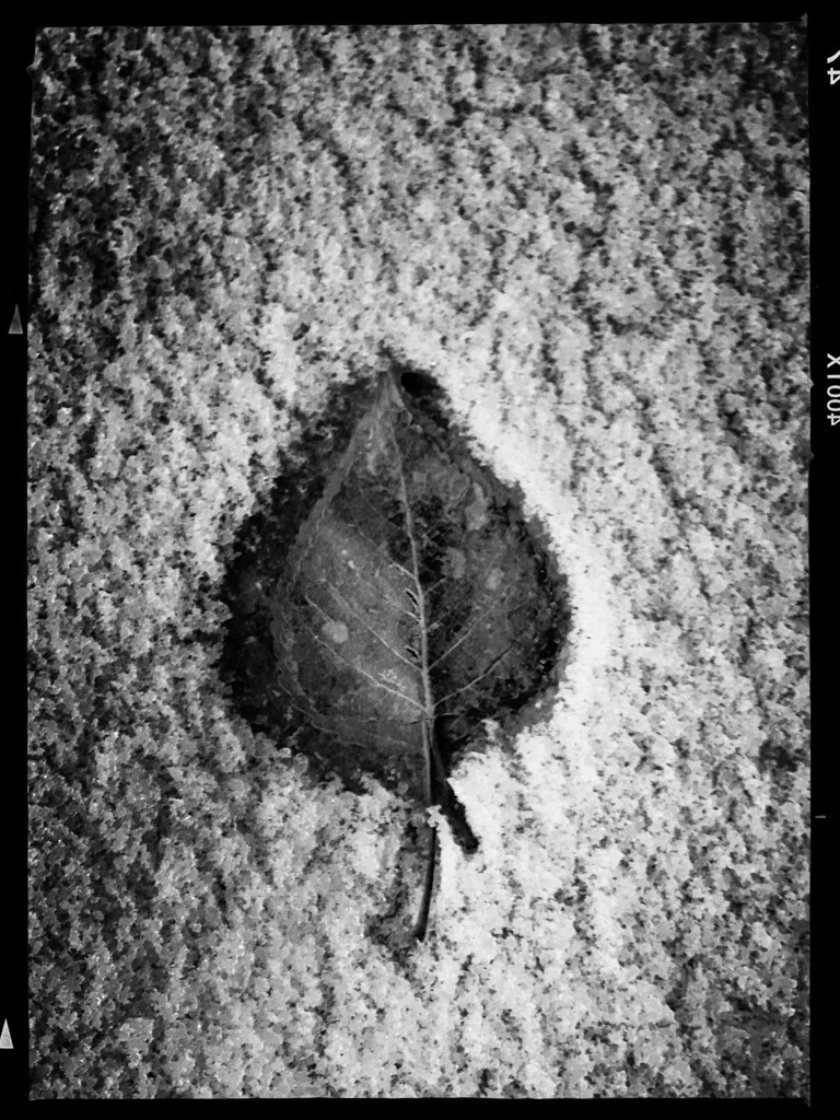 Dead leaf by jeffjones