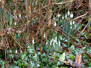 30th Jan 2021 - Snowdrops by the gate