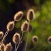 Backlit Weeds DSC_3900 by merrelyn