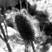 Teasel by tracybeautychick