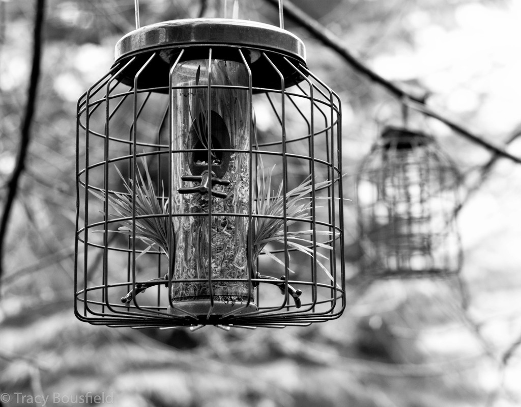 Bird Feeder by tracybeautychick