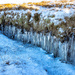 Icicles by lifeat60degrees