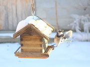 30th Jan 2021 - Blue Jay at the feeder
