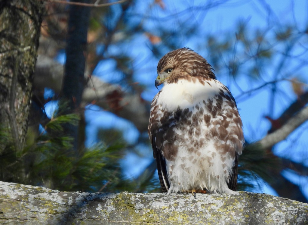 Red-Tailed Hawk by frantackaberry