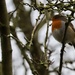 Winter Robin  by phil_sandford