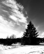 30th Jan 2021 - One lonely fir tree