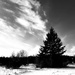 One lonely fir tree by ljmanning