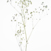 gypsophilia by jackies365