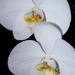 Our White Phalaenopsis Orchid (aka: Moth Orchid) by markandlinda