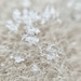 Snow powder.  by cocobella