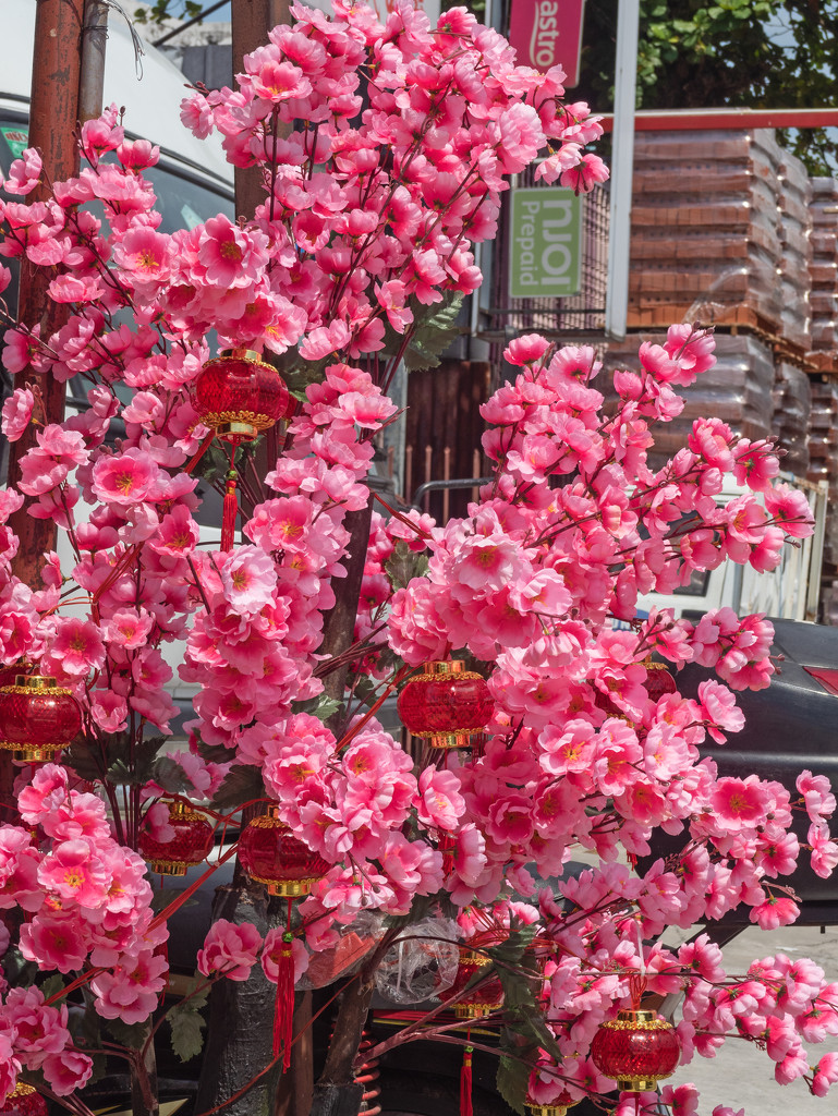 Chinese New Year Blossom by ianjb21