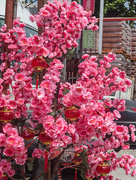 11th Jan 2021 - Chinese New Year Blossom
