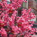 Chinese New Year Blossom by ianjb21