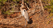 30th Jan 2021 - Blue Heron Taking a Break!