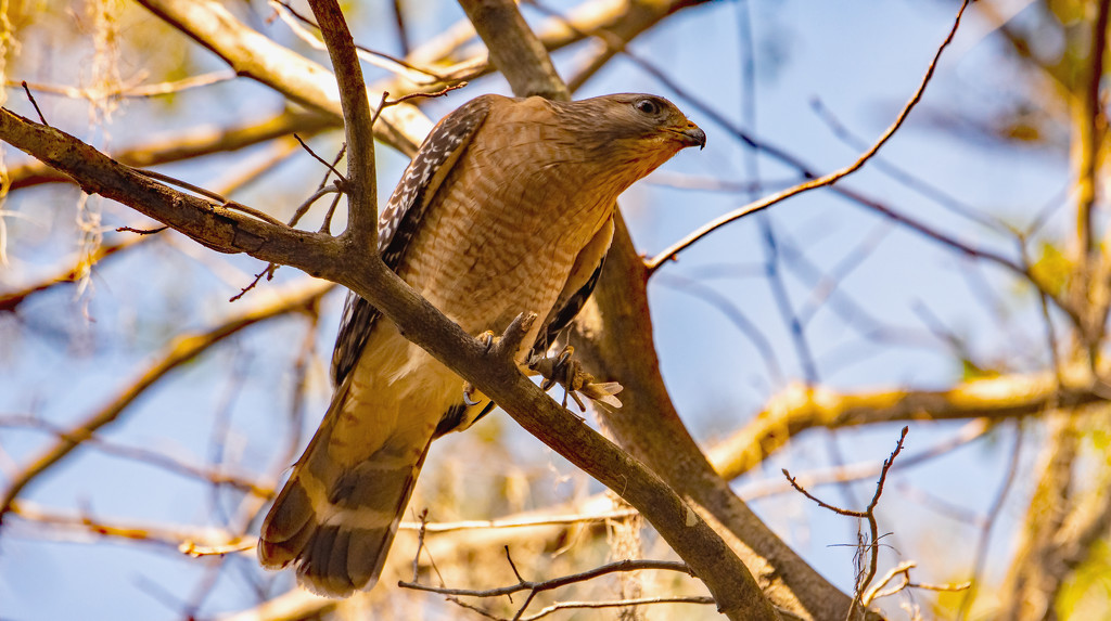 Red Shouldered Hawk With It's Catch! by rickster549