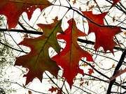 31st Jan 2021 - Last Autumn leaves