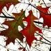Last Autumn leaves by congaree