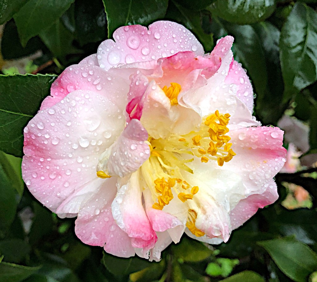 Camellia after rain shower by congaree