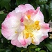 Camellia after rain shower by congaree