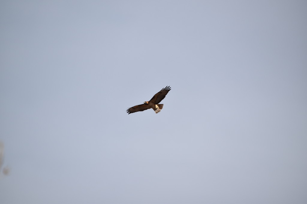 Same Hawk, Different Angle. by bigdad