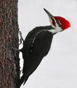 28th Jan 2021 - Pileated