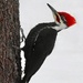 Pileated by sunnygreenwood