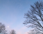31st Jan 2021 - 1-31-21 soft moon morning