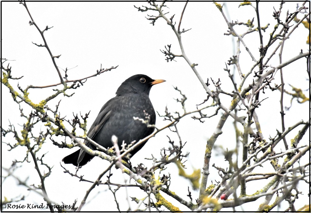 Hello Mr Blackbird by rosiekind
