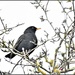 Hello Mr Blackbird by rosiekind
