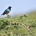 A superb starling by rosiekind