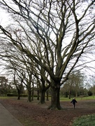 28th Jan 2021 - A Pause To  Admire  The Trees.