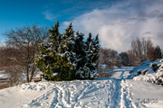 31st Jan 2021 - Snow in Ringve Botanical Garden 