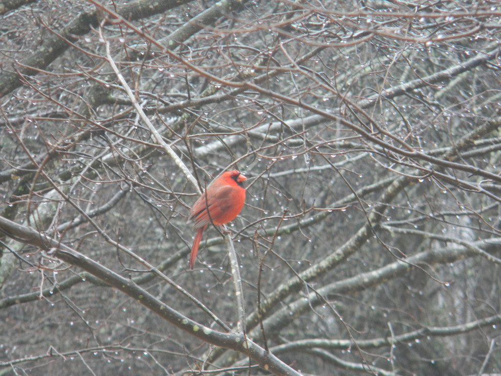 Cardinal on Branch by sfeldphotos