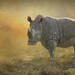 Rhino Approach  by jgpittenger